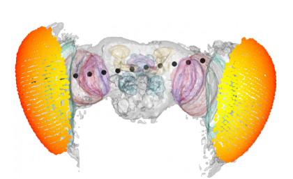 Recordings were taken from sites (black dots) across the fruit fly's brain regions.